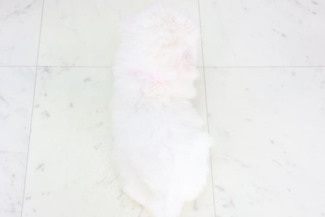 福岡県のビションフリーゼ (Coo&RIKU福岡西店/2025年9月20日生まれ/女の子/ホワイト)の子犬の4枚目の画像