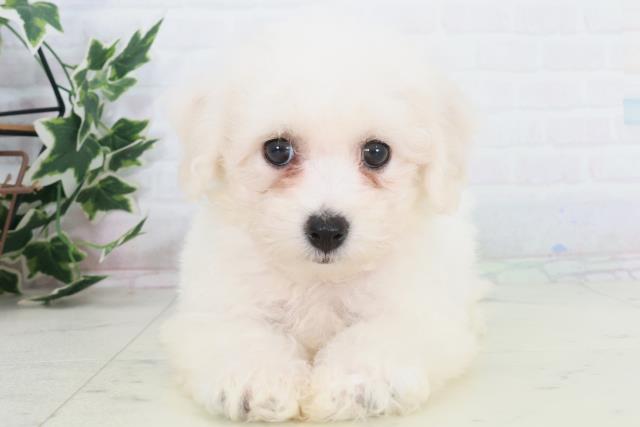 広島県のビションフリーゼ (Coo&RIKU広島中央店/2025年9月20日生まれ/女の子/ホワイト)の子犬の1枚目の画像