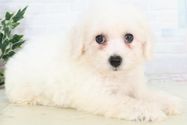 広島県のビションフリーゼ (Coo&RIKU広島中央店/2025年9月20日生まれ/女の子/ホワイト)の子犬の2枚目の画像