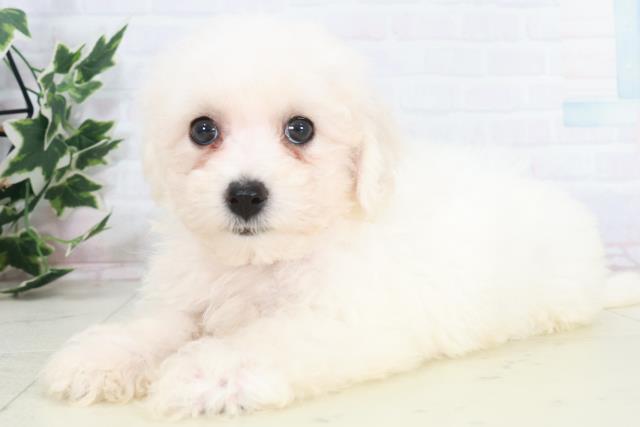 広島県のビションフリーゼ (Coo&RIKU広島中央店/2025年9月20日生まれ/女の子/ホワイト)の子犬の3枚目の画像