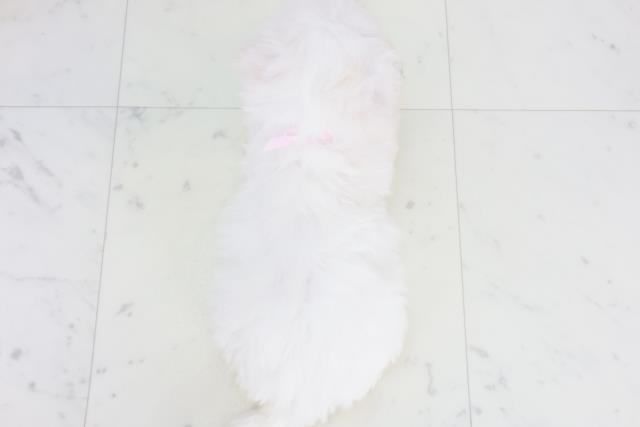 広島県のビションフリーゼ (Coo&RIKU広島中央店/2025年9月20日生まれ/女の子/ホワイト)の子犬の4枚目の画像