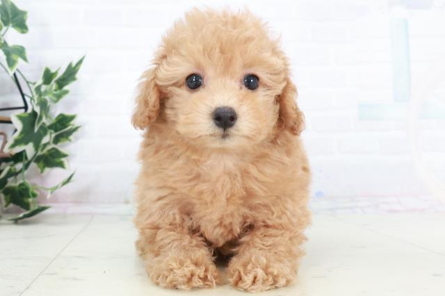 岡山県のトイプードル(トイ) (Coo&RIKU岡山店/2025年9月20日生まれ/男の子/オレンジフォーン)の子犬の1枚目の画像