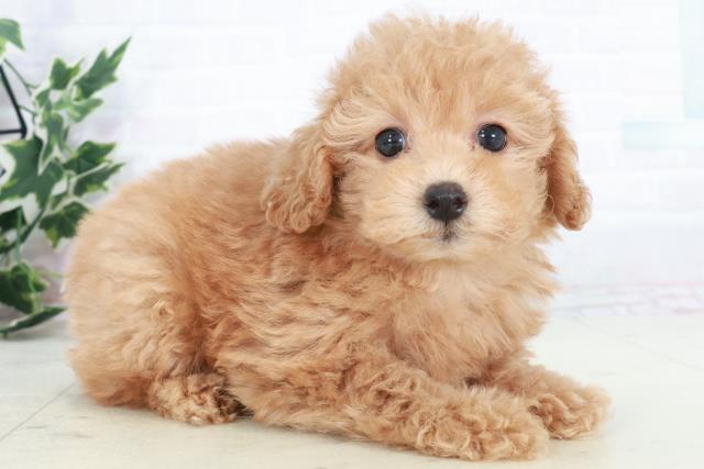 岡山県のトイプードル(トイ) (Coo&RIKU岡山店/2025年9月20日生まれ/男の子/オレンジフォーン)の子犬の2枚目の画像