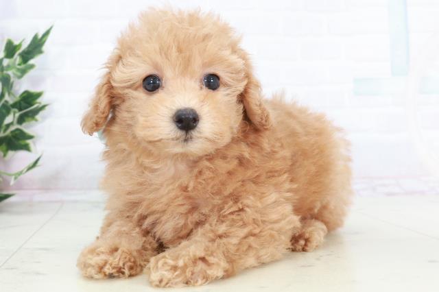 岡山県のトイプードル(トイ) (Coo&RIKU岡山店/2025年9月20日生まれ/男の子/オレンジフォーン)の子犬の3枚目の画像