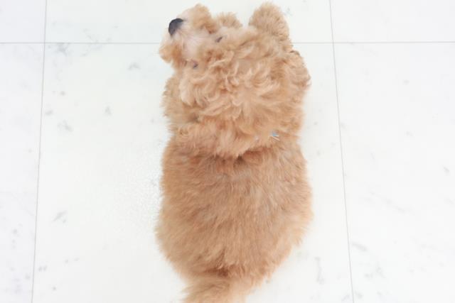 岡山県のトイプードル(トイ) (Coo&RIKU岡山店/2025年9月20日生まれ/男の子/オレンジフォーン)の子犬の4枚目の画像