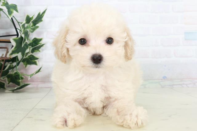 広島県のトイプードル(トイ) (Coo&RIKU広島中央店/2025年9月20日生まれ/男の子/ペールフォーン)の子犬の1枚目の画像