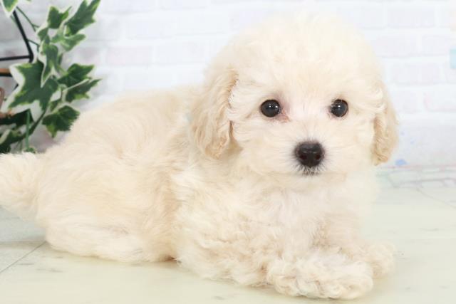 広島県のトイプードル(トイ) (Coo&RIKU広島中央店/2025年9月20日生まれ/男の子/ペールフォーン)の子犬の2枚目の画像