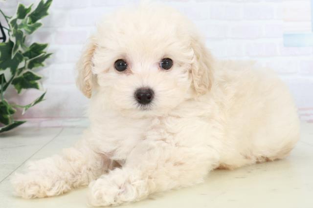 広島県のトイプードル(トイ) (Coo&RIKU広島中央店/2025年9月20日生まれ/男の子/ペールフォーン)の子犬の3枚目の画像