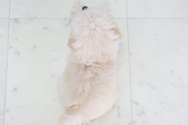 広島県のトイプードル(トイ) (Coo&RIKU広島中央店/2025年9月20日生まれ/男の子/ペールフォーン)の子犬の4枚目の画像