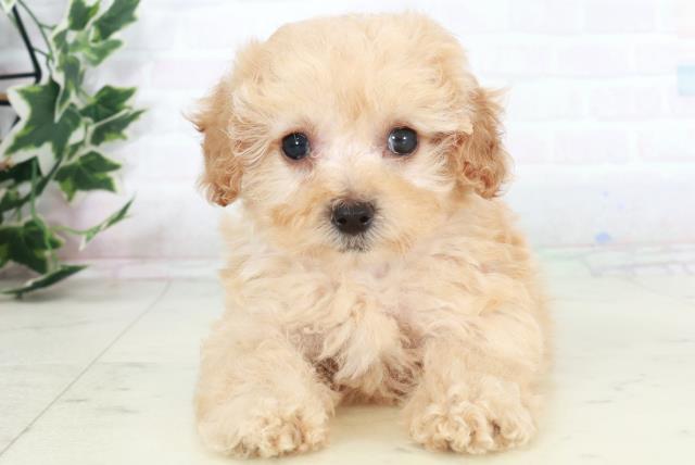 福岡県のトイプードル(トイ) (Coo&RIKU福岡西店/2025年9月20日生まれ/女の子/オレンジフォーンホワイト)の子犬の1枚目の画像