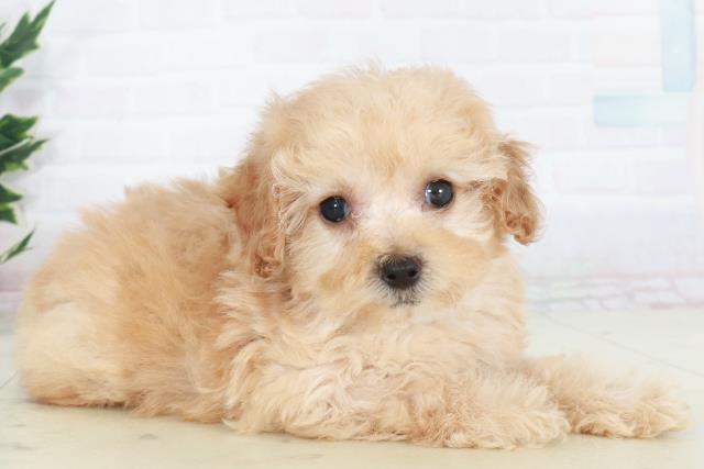 福岡県のトイプードル(トイ) (Coo&RIKU福岡西店/2025年9月20日生まれ/女の子/オレンジフォーンホワイト)の子犬の2枚目の画像