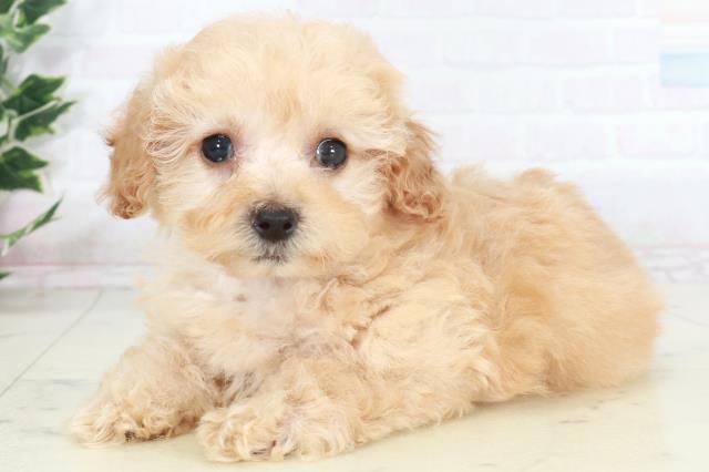 福岡県のトイプードル(トイ) (Coo&RIKU福岡西店/2025年9月20日生まれ/女の子/オレンジフォーンホワイト)の子犬の3枚目の画像