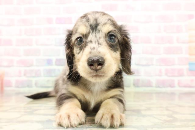 東京都のカニンヘンダックスフンド(ロング) (Coo&RIKU中野サンモール店/2025年9月19日生まれ/男の子/シルバーダップル)の子犬の1枚目の画像