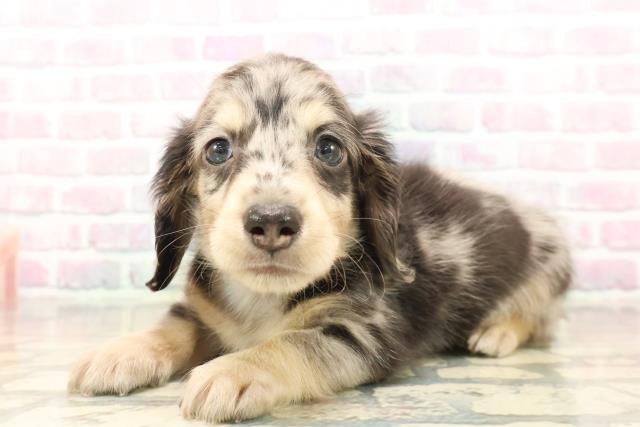 東京都のカニンヘンダックスフンド(ロング) (Coo&RIKU中野サンモール店/2025年9月19日生まれ/男の子/シルバーダップル)の子犬の2枚目の画像