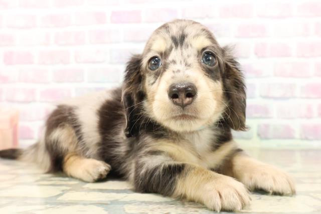 東京都のカニンヘンダックスフンド(ロング) (Coo&RIKU中野サンモール店/2025年9月19日生まれ/男の子/シルバーダップル)の子犬の3枚目の画像