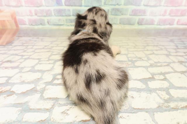 東京都のカニンヘンダックスフンド(ロング) (Coo&RIKU中野サンモール店/2025年9月19日生まれ/男の子/シルバーダップル)の子犬の4枚目の画像