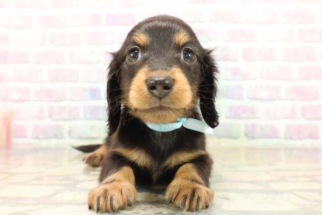 北海道のカニンヘンダックスフンド(ロング) (Coo&RIKU札幌西店/2025年9月19日生まれ/男の子/ブラックタン)の子犬の1枚目の画像