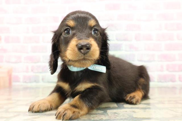 北海道のカニンヘンダックスフンド(ロング) (Coo&RIKU札幌西店/2025年9月19日生まれ/男の子/ブラックタン)の子犬の2枚目の画像