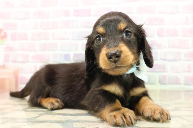 北海道のカニンヘンダックスフンド(ロング) (Coo&RIKU札幌西店/2025年9月19日生まれ/男の子/ブラックタン)の子犬の3枚目の画像