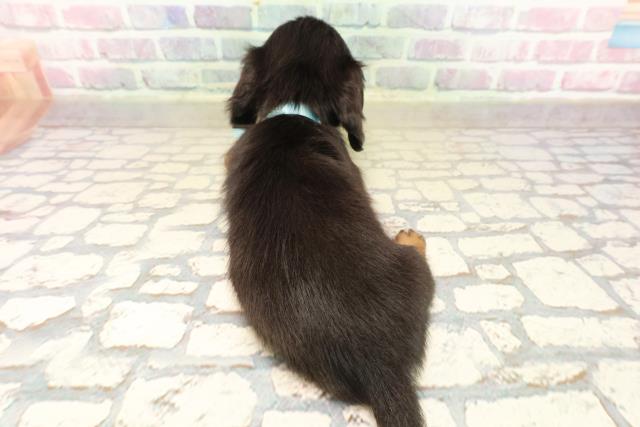 北海道のカニンヘンダックスフンド(ロング) (Coo&RIKU札幌西店/2025年9月19日生まれ/男の子/ブラックタン)の子犬の4枚目の画像