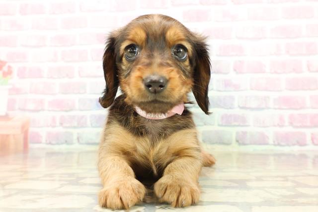 北海道のミニチュアダックスフンド(ロング) (Coo&RIKU帯広店/2025年9月21日生まれ/女の子/シェーデットレッド)の子犬の1枚目の画像