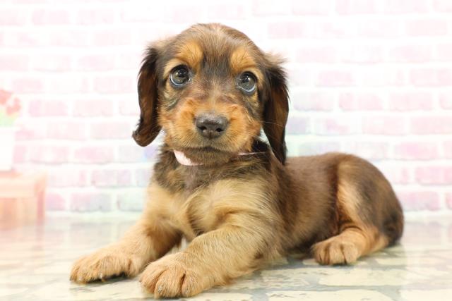 北海道のミニチュアダックスフンド(ロング) (Coo&RIKU帯広店/2025年9月21日生まれ/女の子/シェーデットレッド)の子犬の2枚目の画像