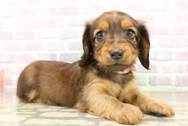 北海道のミニチュアダックスフンド(ロング) (Coo&RIKU帯広店/2025年9月21日生まれ/女の子/シェーデットレッド)の子犬の3枚目の画像