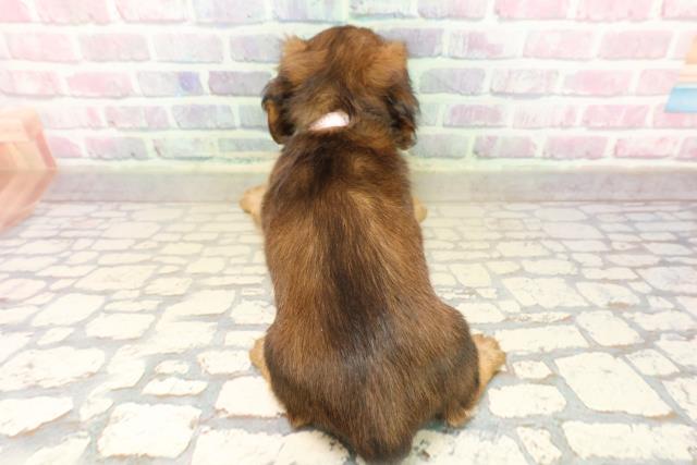 北海道のミニチュアダックスフンド(ロング) (Coo&RIKU帯広店/2025年9月21日生まれ/女の子/シェーデットレッド)の子犬の4枚目の画像