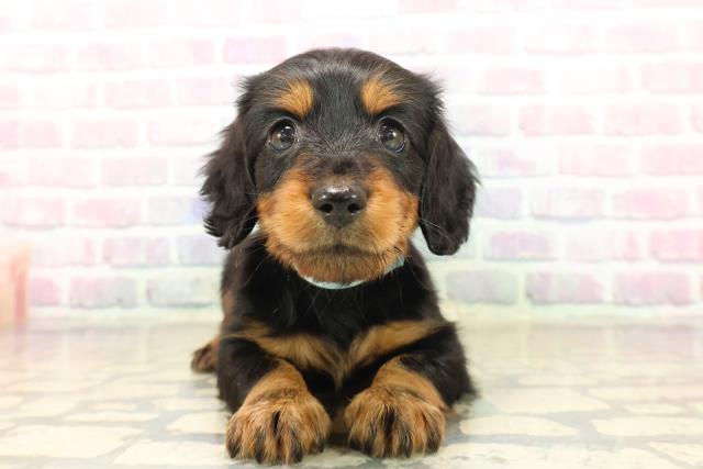 北海道のミニチュアダックスフンド(ロング) (Coo&RIKU釧路店/2025年9月21日生まれ/男の子/ブラックタン)の子犬の1枚目の画像