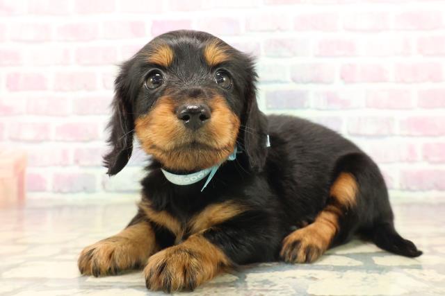 北海道のミニチュアダックスフンド(ロング) (Coo&RIKU釧路店/2025年9月21日生まれ/男の子/ブラックタン)の子犬の2枚目の画像