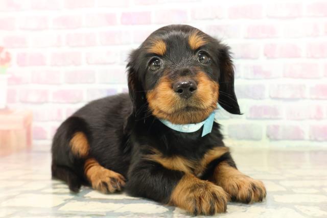 北海道のミニチュアダックスフンド(ロング) (Coo&RIKU釧路店/2025年9月21日生まれ/男の子/ブラックタン)の子犬の3枚目の画像