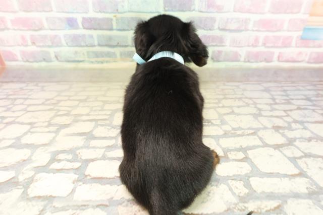 北海道のミニチュアダックスフンド(ロング) (Coo&RIKU釧路店/2025年9月21日生まれ/男の子/ブラックタン)の子犬の4枚目の画像