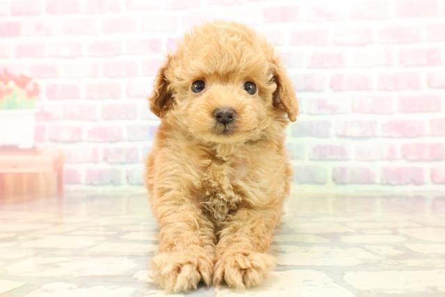 東京都のトイプードル(トイ) (Coo&RIKU下北沢店/2025年9月21日生まれ/男の子/アプリコット)の子犬