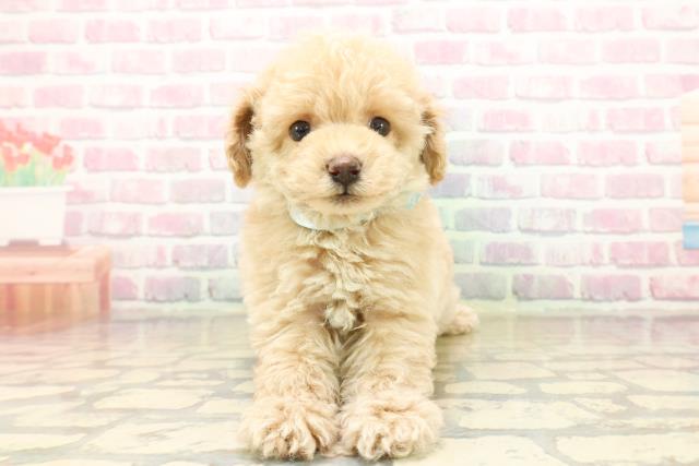 トイ・プードル