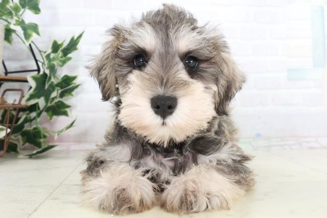 ミニチュア・シュナウザー