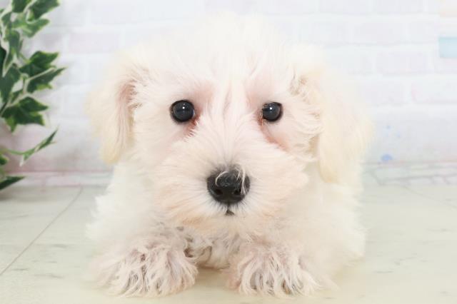 広島県のミニチュアシュナウザー (Coo&RIKU福山店/2025年9月19日生まれ/女の子/ホワイト)の子犬の1枚目の画像