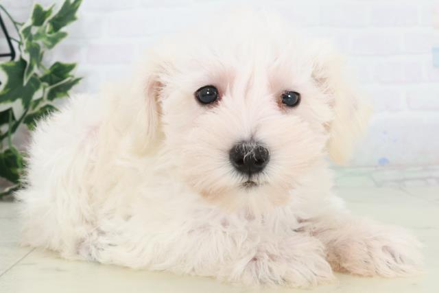 広島県のミニチュアシュナウザー (Coo&RIKU福山店/2025年9月19日生まれ/女の子/ホワイト)の子犬の2枚目の画像