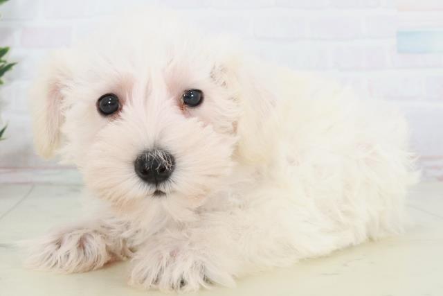 広島県のミニチュアシュナウザー (Coo&RIKU福山店/2025年9月19日生まれ/女の子/ホワイト)の子犬の3枚目の画像