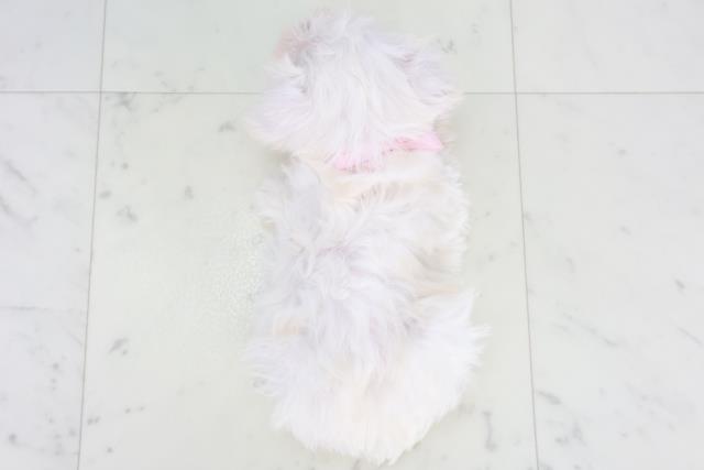 広島県のミニチュアシュナウザー (Coo&RIKU福山店/2025年9月19日生まれ/女の子/ホワイト)の子犬の4枚目の画像