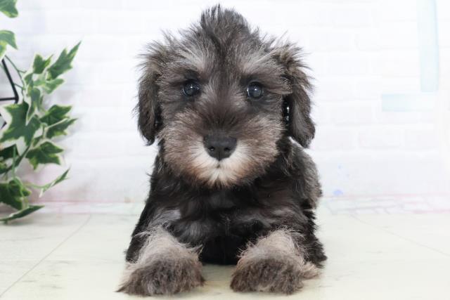 ミニチュア・シュナウザー