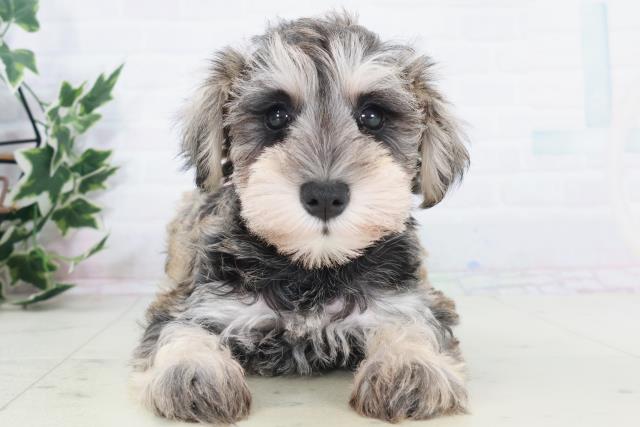 高知県のミニチュアシュナウザー (Coo&RIKU高知御座店/2025年9月19日生まれ/女の子/ソルトペッパー)の子犬の1枚目の画像