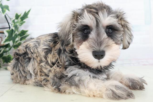 高知県のミニチュアシュナウザー (Coo&RIKU高知御座店/2025年9月19日生まれ/女の子/ソルトペッパー)の子犬の2枚目の画像