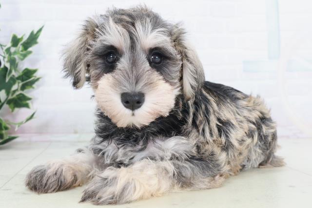 高知県のミニチュアシュナウザー (Coo&RIKU高知御座店/2025年9月19日生まれ/女の子/ソルトペッパー)の子犬の3枚目の画像