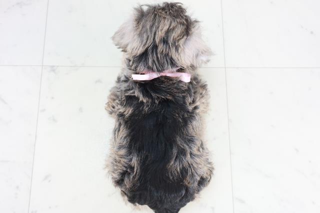 高知県のミニチュアシュナウザー (Coo&RIKU高知御座店/2025年9月19日生まれ/女の子/ソルトペッパー)の子犬の4枚目の画像