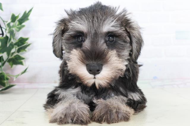 愛媛県のミニチュアシュナウザー (Coo&RIKU愛媛松山店/2025年9月19日生まれ/女の子/ソルトペッパー)の子犬