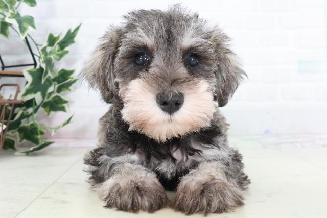 福岡県のミニチュアシュナウザー (Coo&RIKU小倉店/2025年9月19日生まれ/女の子/ソルトペッパー)の子犬の1枚目の画像