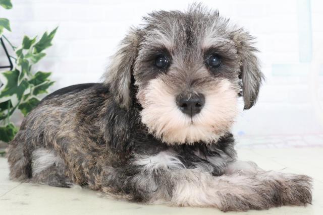 福岡県のミニチュアシュナウザー (Coo&RIKU小倉店/2025年9月19日生まれ/女の子/ソルトペッパー)の子犬の2枚目の画像