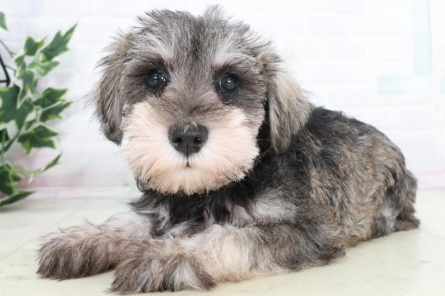 福岡県のミニチュアシュナウザー (Coo&RIKU小倉店/2025年9月19日生まれ/女の子/ソルトペッパー)の子犬の3枚目の画像