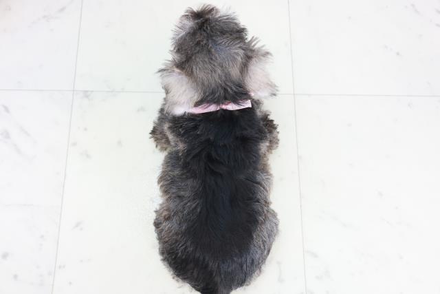 福岡県のミニチュアシュナウザー (Coo&RIKU小倉店/2025年9月19日生まれ/女の子/ソルトペッパー)の子犬の4枚目の画像