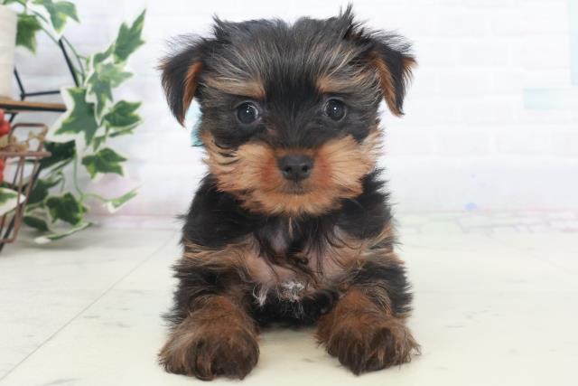 ヨークシャーテリア